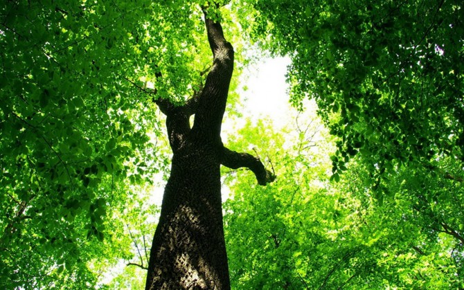 茂盛的绿叶大树的图片图片
